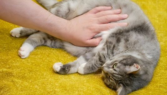 Understanding a Bloated Belly in Cats: Causes and How to Handle It